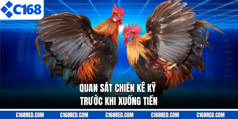 Quan sát chiến kê kỹ trước khi xuống tiền